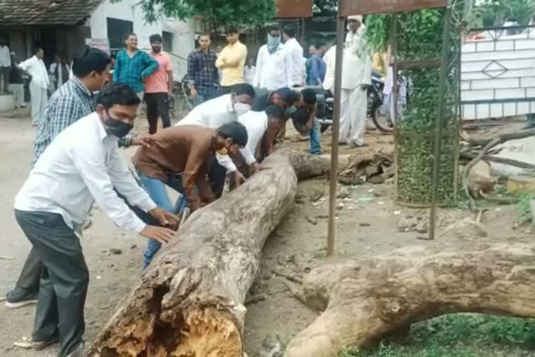 tree collapsed on three person in buldana