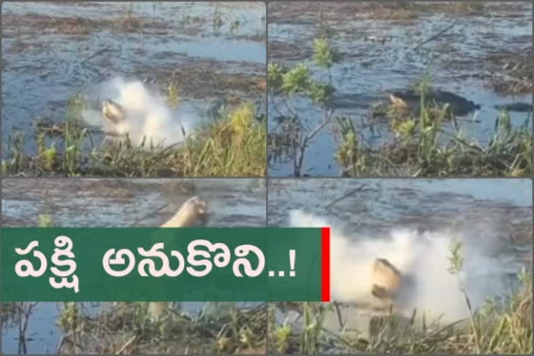 crocodile snatches drone