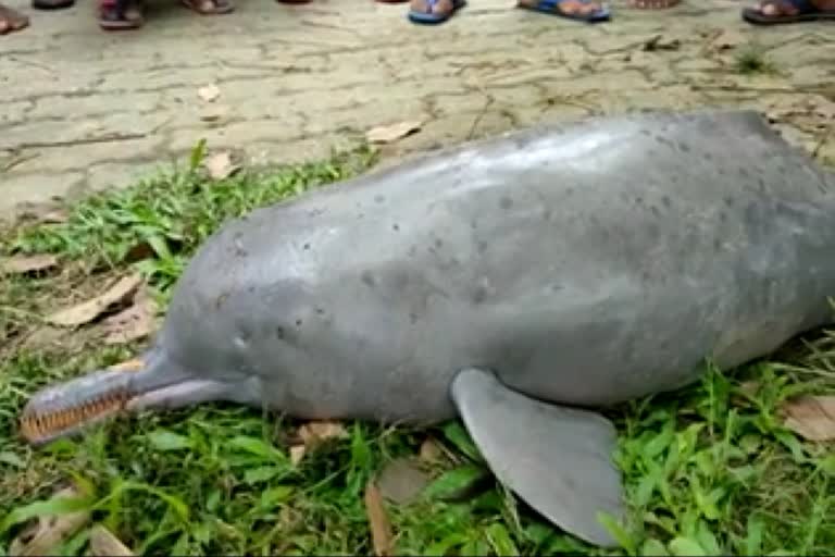 two-river-dolphin-died-in-kolohi-river