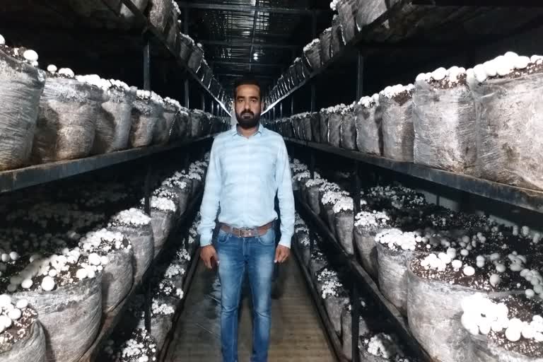 Farmer Sultan Singh Mushroom Farming