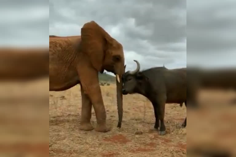 Elephant plays with buffalo friend in this super sweet video