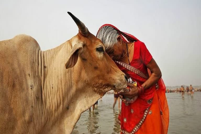 गाय को मिले  राष्ट्रीय गो माता का दर्जा