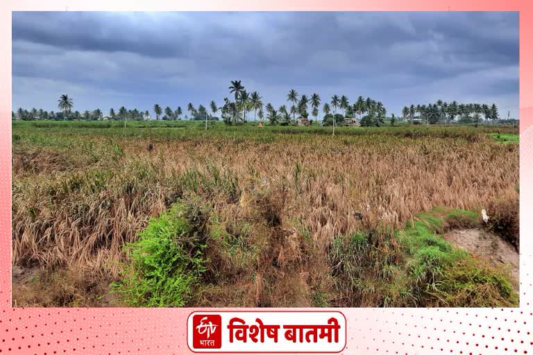 kolhapur flood