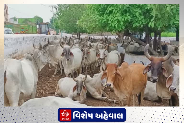 શું ગાયને રાષ્ટ્રીય પશુ જાહેર કરવી જોઈએ? આ અંગે જાણો કચ્છના ગૌરક્ષકોના વિચારો