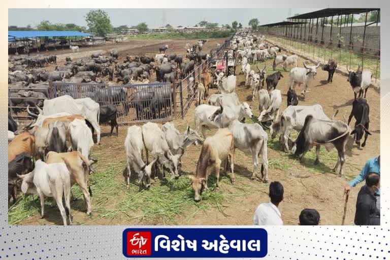 અલ્હાબાદ હાઇકોર્ટની ગાય અંગેની ટિપ્પણી પર રાજકોટવાસીઓનો અભિપ્રાય