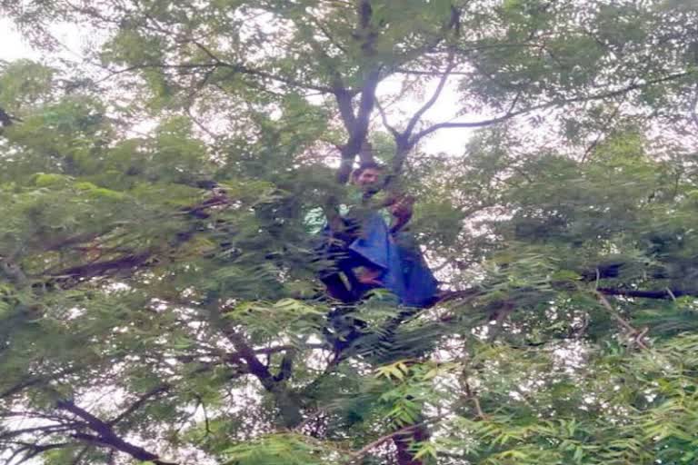 man-climbed-the-tree-for-the-fear-of-vaccine-in-ballary