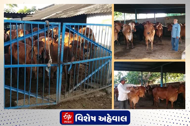 ગૌશાળા અને ગૌ પ્રેમીએ અલ્હાબાદ હાઇકોર્ટનું ગાયનું સૂચન સ્વીકાર્યુ