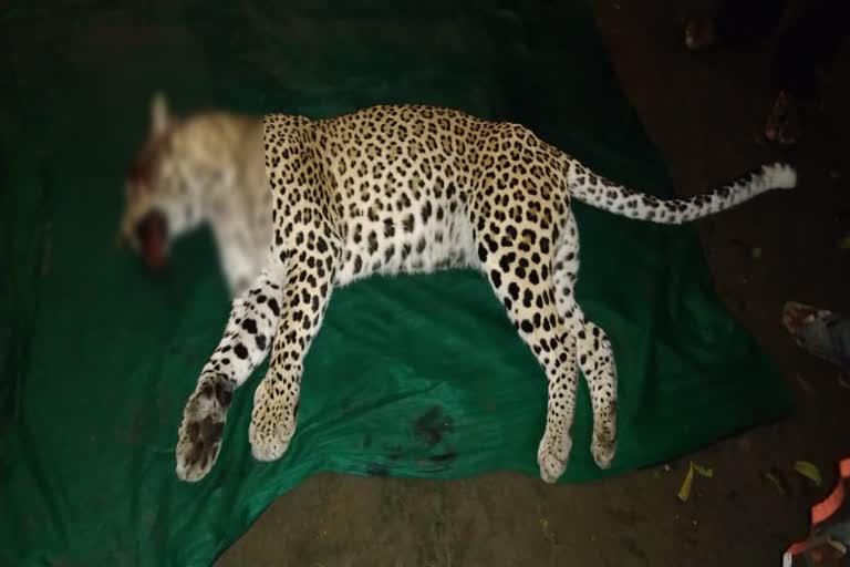 wardha Leopard death news