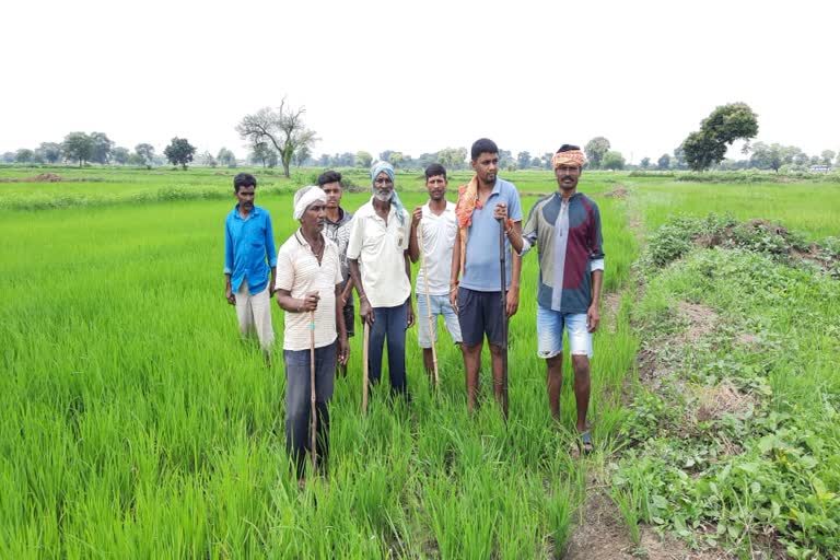 Farmers will do farming on the basis of rain