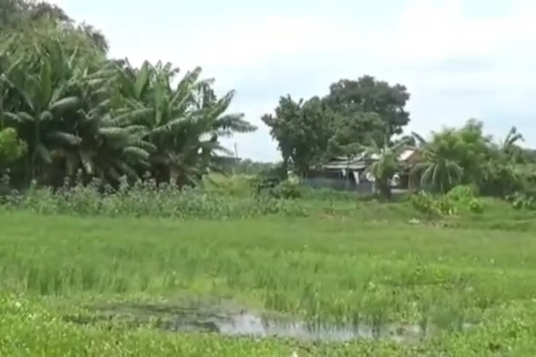 Cattle reserve encroachment at Barpeta