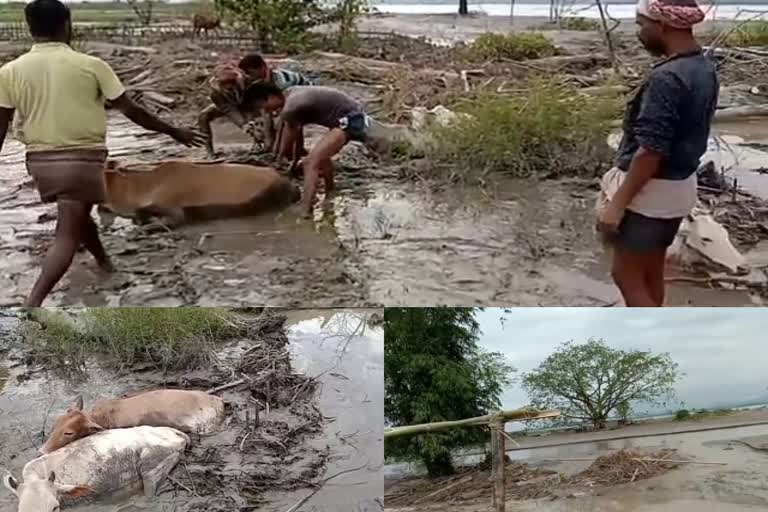 Livestock affected in jonai flood etv bharat assam news