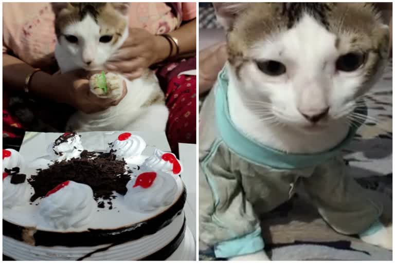 बर्थ-डे पर बिल्ली ने काटा केक