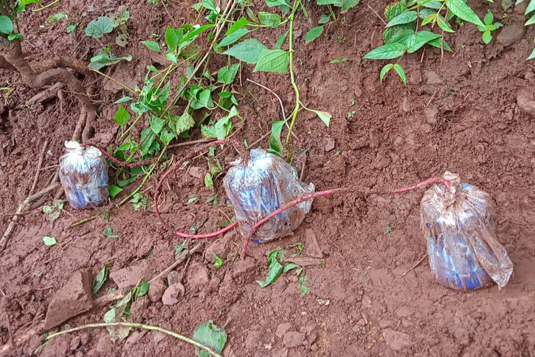 seraikela police destroyed 35 cane bombs