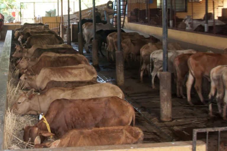 police evicted Cattle Shed at Jalpaiguri city