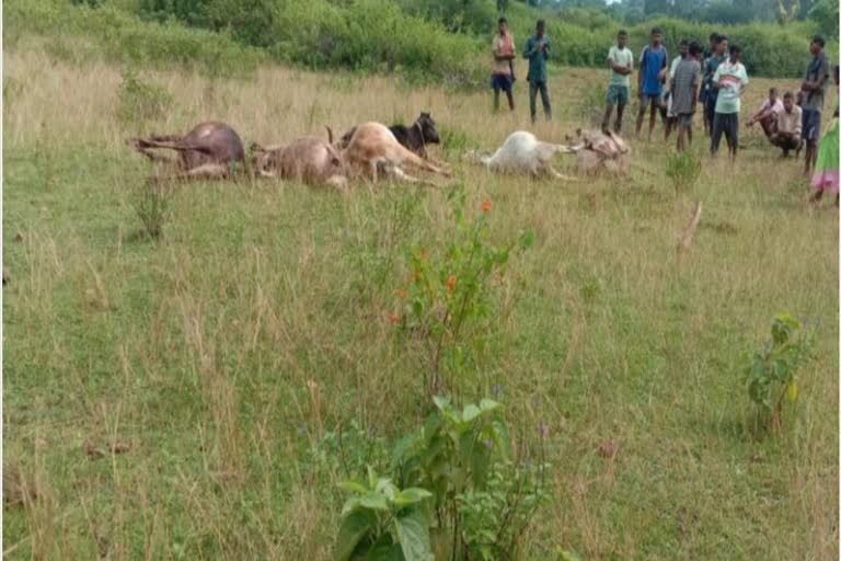 9 cattle died due to lightning in Ramanujganj district