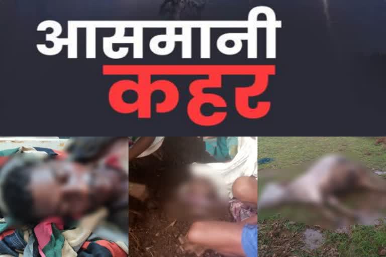 two-people-four-cattle-died-in-thunderclap-in-jharkhand