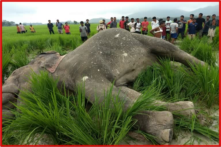 অসম মেঘালয় সীমান্তৰ ৰাণীত খেতি পথাৰত বিদ্যুস্পৃষ্ট হৈ বন্য হস্তীৰ মৃত্যু