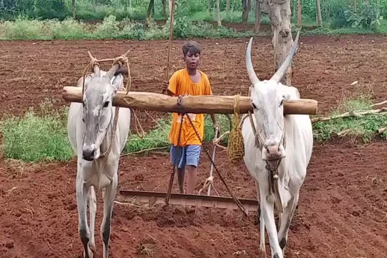 ಕೃಷಿಯಲ್ಲಿ ಅಪಾರ ಆಸಕ್ತಿ ಹೊಂದಿದ ವಿದ್ಯಾರ್ಥಿ