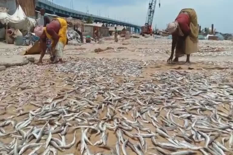 மீன்களை உலர்த்தும் மீனவர்கள்