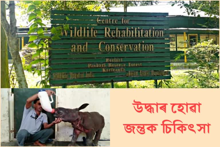 flood-in-kaziranga-treatment-of-rescued-animals-continues