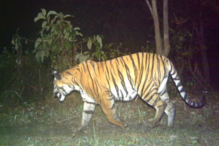 tiger-counting-training-workshop-held-at-manah-national-park-ends