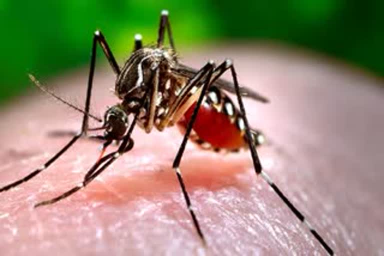 डेंगू और मलेरिया का खतरा
