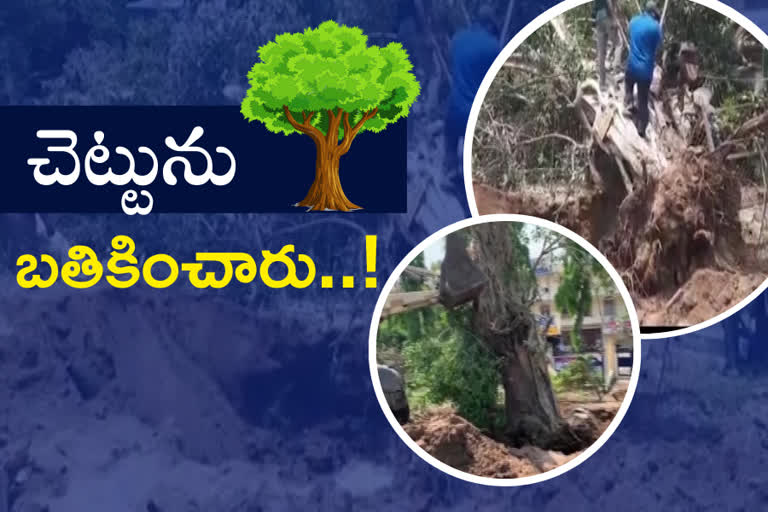 vata-foundation-members-save-an-old-tree-at-machilipatnam