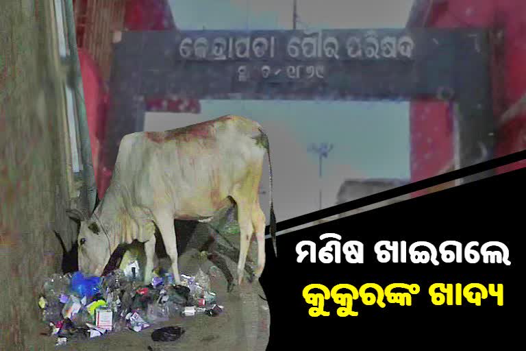 କେନ୍ଦ୍ରାପଡ଼ା ମ୍ୟୁନିସିପାଲଟି ବିରୋଧରେ ସଙ୍ଗୀନ ଅଭିଯୋଗ, ବୁଲା ପଶୁଙ୍କ ଖାଦ୍ୟ ବି ଛାଡିଲେନି