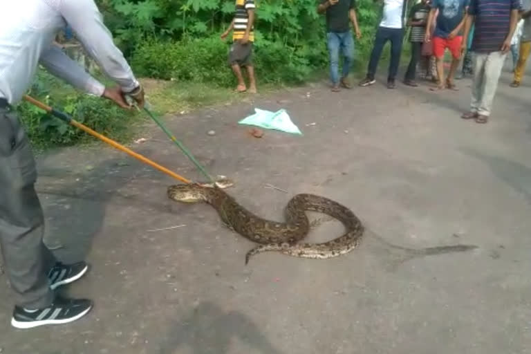 Nalagarh Forest Department caught 13 feet long python from ward number 2