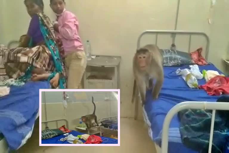 monkeys enters hildren hospital in gadag