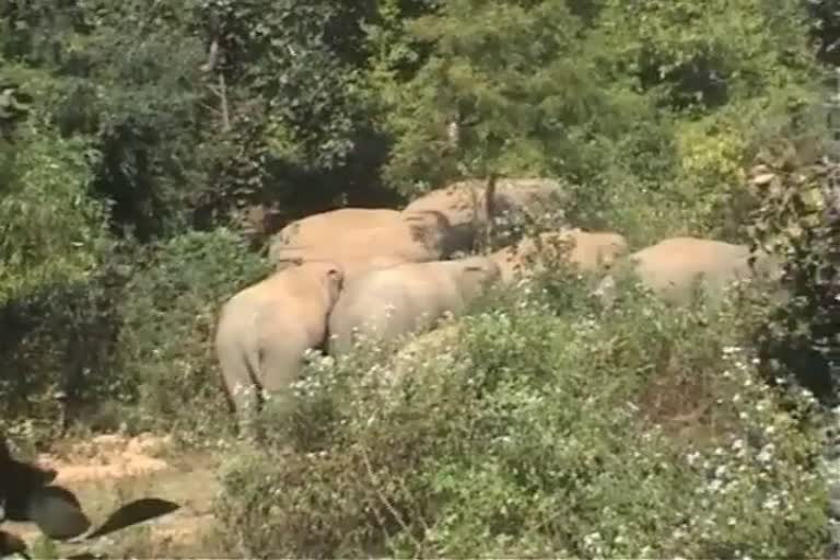elephant in jharkhand