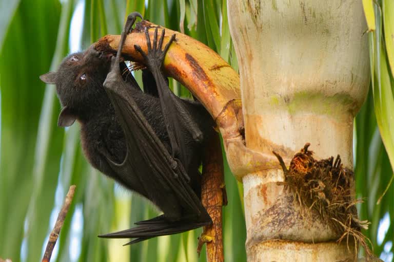 nipah virus inkozhikode  12-year-old dies of Nipah virus  Nipah infection in kerala  നിപയുടെ ഉറവിടം  രോഗ ഉറവിടം അറിയേണ്ടത് നിർണായകം