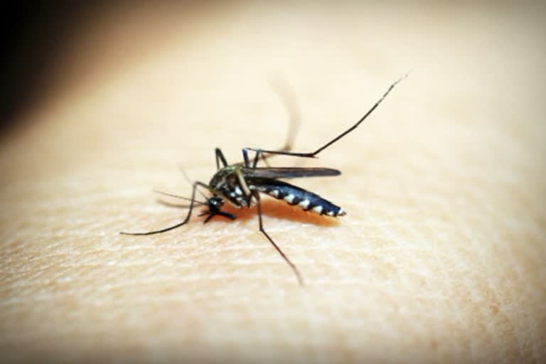 Dengue cases increased in Delhi