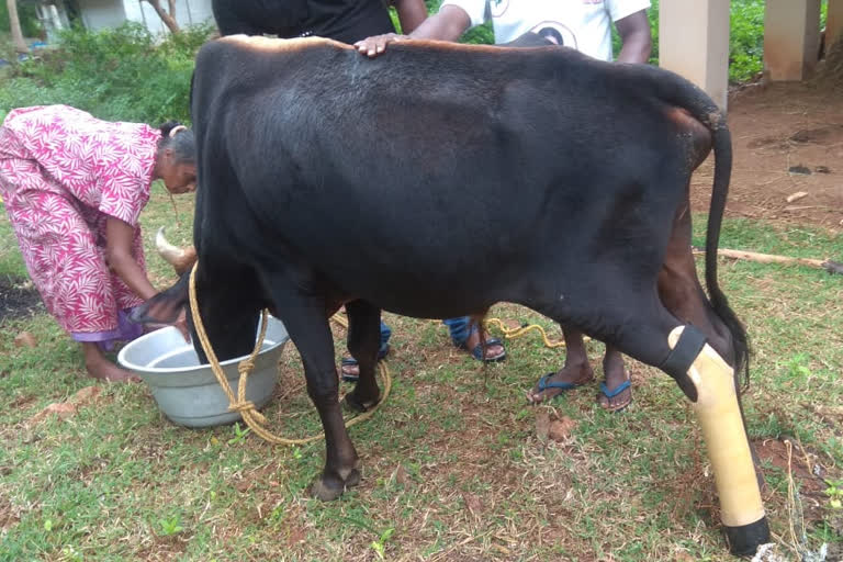 Government veterinarians fitting prosthetic leg to bull in madurai