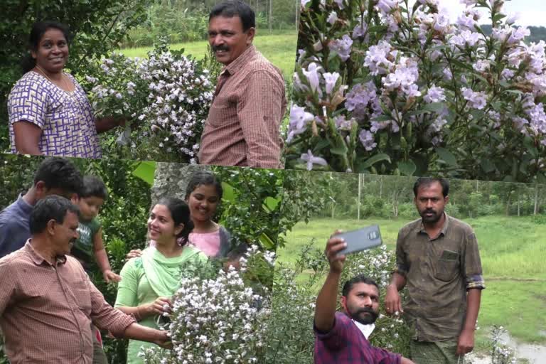 Neelakurinji spring  Neelakurinji spring in infront of the house  Idukki  George and family  മുട്ടുകാട്ടിലെ ജോര്‍ജിന്‍റെ വീട്ടുമുറ്റം  പത്തുവര്‍ഷം പ്രായമുള്ള ചെടി  ഇടുക്കി ഹൈറേഞ്ചിലെ പുരയിടം  Neelakurinji flowering to cover the entire Western Ghats with flowers  Western Ghats in idukki