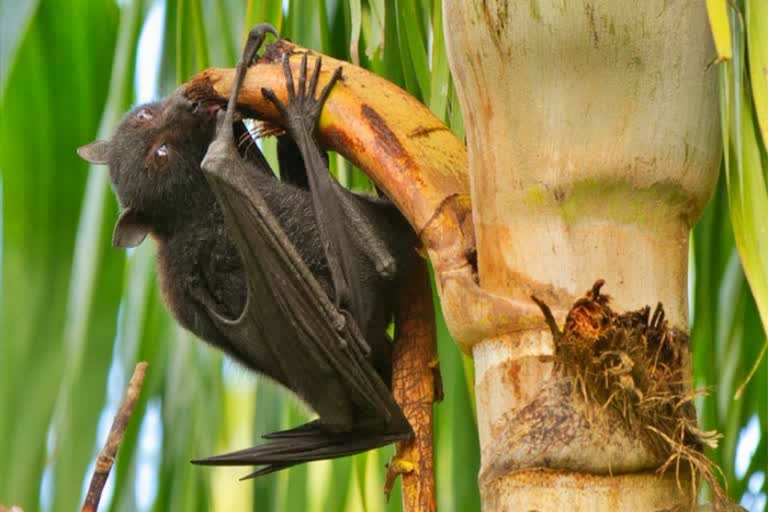 Know everything about Nipah infection, symptoms and prevention