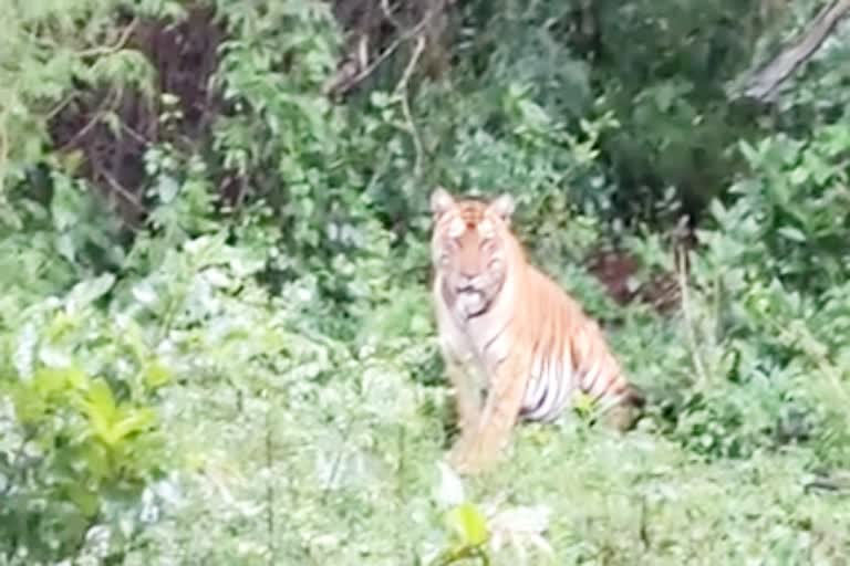 tiger-spots-at-karwar-safari