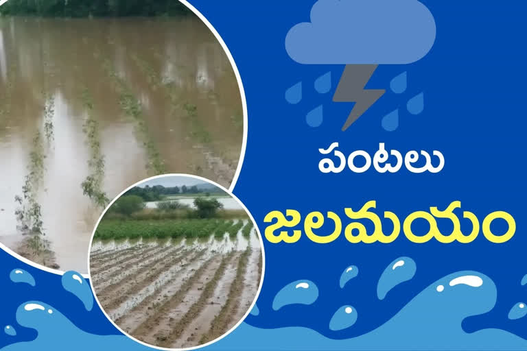 Rain effect in Bhupalpally, crop loss with heavy rains