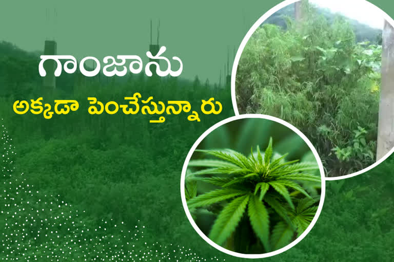 ganja-cultivation-in-government-hospital-building-at-vishaka-district