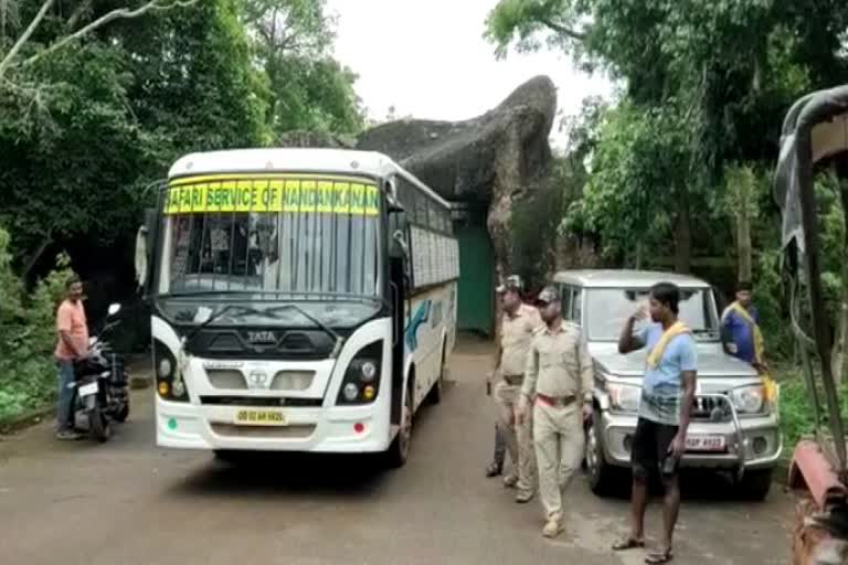 କଲବଲ କଲା କାଦୁଅ, ସିଂହ ସଫାରିରେ ଦୀର୍ଘ ସମୟ ଫସି ରହିଲେ ପର୍ଯ୍ୟଟକ