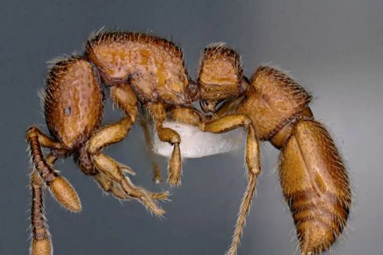 two-new-species-of-ants-are-discovered-in-eagleneast-in-arunachal-pradesh