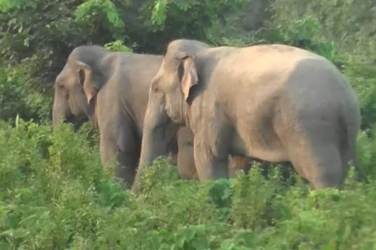 wild-elephant-creating-trouble-for-villagers