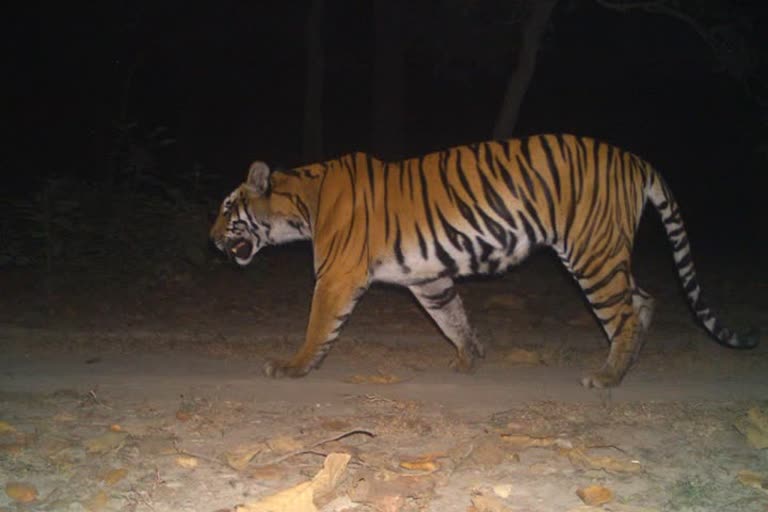 कतर्नियाघाट के जंगलों में फल-फूल रहा है बाघों का कुनबा 