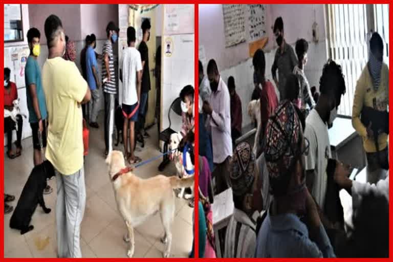 Panic among pet owners as Lions test Covid positive Lions test Covid positive in Hyderabad People throng vet clinics after Lions test Covid positive CCMB-LaCONES pets affected in second wave കൊവിഡ് മൃഗങ്ങളിൽ കൊവിഡ് നെഹറു മൃഗശാല സിസിഎംബി