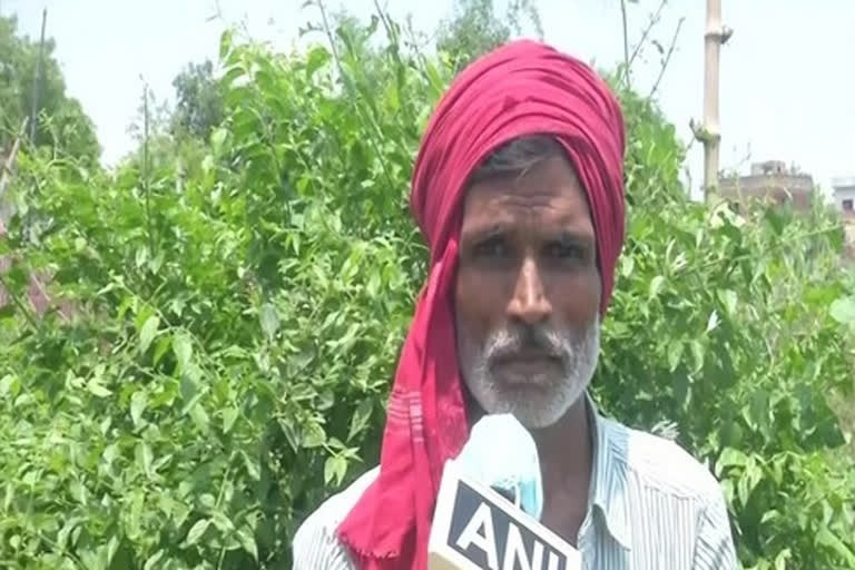 Flower growers face hardships in Varanasi