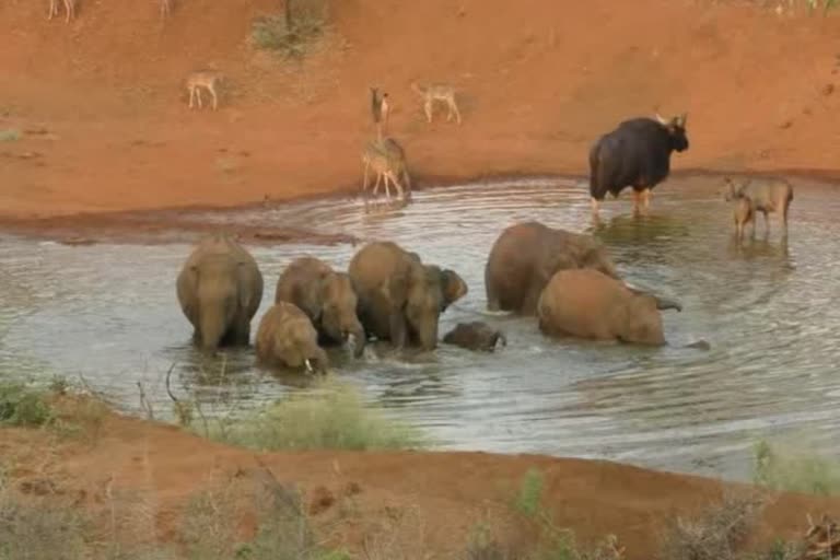 Elephants drinking water in water tanks at Mettupalayam forest