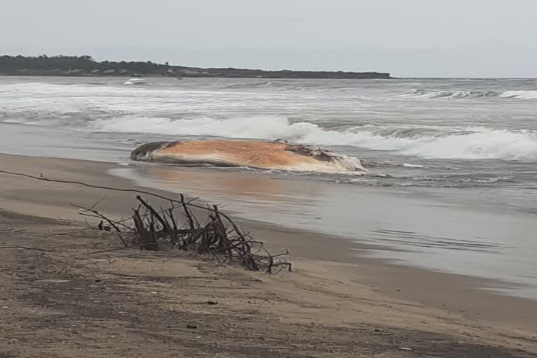 dead whale found at malvan