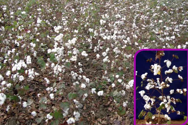 cotton variety