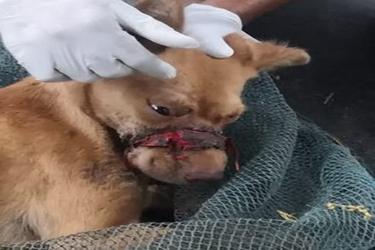 Dog with its mouth sealed by tape rescued in Kerala