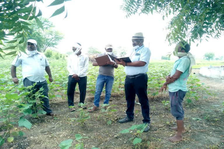 Cotton crop losses